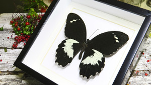 Real butterfly in shadowbox Papilio gambrisius Bits & Bugs