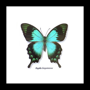  papilio lorquinianus 