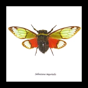 cicada bug insect for sale taxidermy Salvanza imperialis