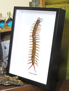Centipede insect real Scolopendra subspinipes Bits & Bugs 