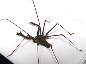 Stygophrynus dammermani 