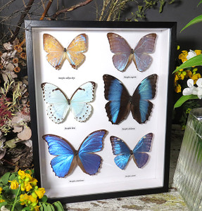 morpho butterfly