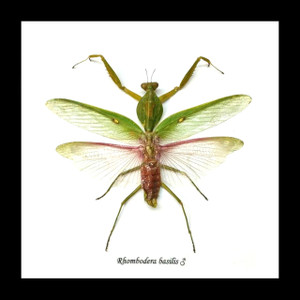 Rhombodera basalis mantid preying mantis bitsandbugs