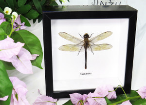 Anax junius dragonfly for sale framed home decor interior design Bits & Bugs 