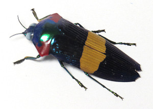 Calodema ribbei