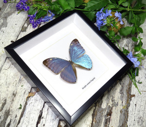 Morpho eugenia