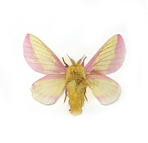 Dryocampa rubicunda ( Rosy Maple Moth )