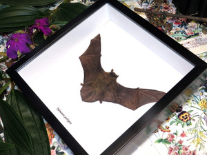 Tylonycteris pachypus