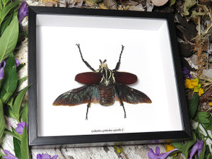 Goliathus goliatus apicalis 