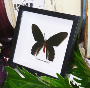 Atrophaneura semperi