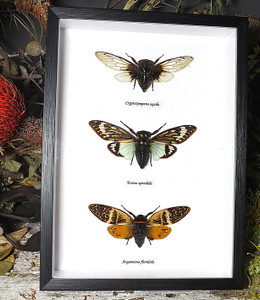 Cicada