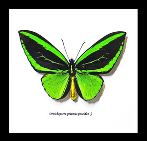 Ornithoptera priamus poseidon 
