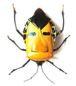 Catacanthus incarnatus Man Faced stink bug