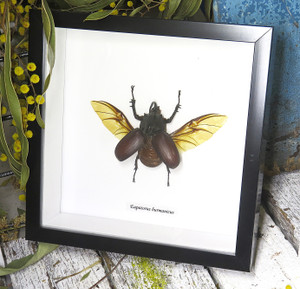 Eupatorus birmanicus