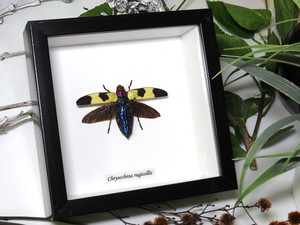 Chrysochroa rugicollis