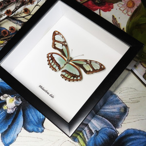 BAPDIV Philaethria dido 