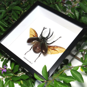 Rhino beetle real bug entomology specimen Chalcosoma atlas