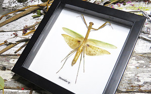 Mantid Praying Mantis Australian insect Bits & Bugs 