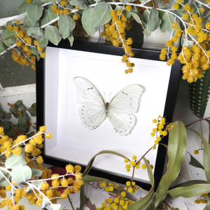 Framed butterfly collection Morpho luna Bits & Bugs 