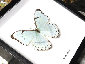Morpho portis thamyris - Bits and Bugs