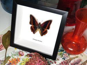 Charaxes lucretius