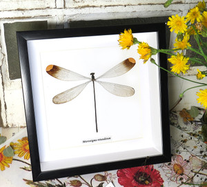  Microstigma rotundatum 