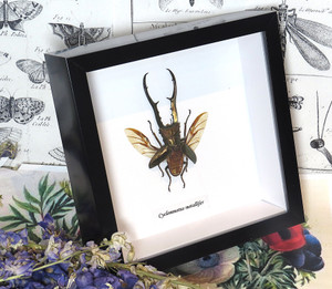 Cyclommatus metallifer open