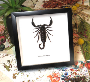 Heterometrus laoticus