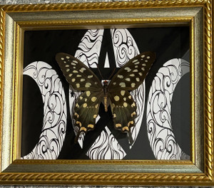 Papilio antenor moon gold frame ( special )