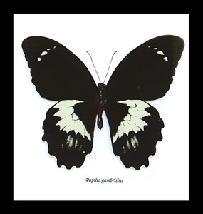 Butterfly Papilio aegus Bits & Bugs 