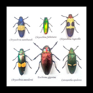 jewel beetles real insects bugs framed  Bits & Bugs 