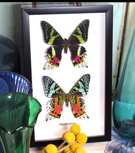 Chrysiridia rhiphaeria