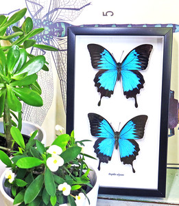 Australian butterfly Dunk Island Papilio ulysses