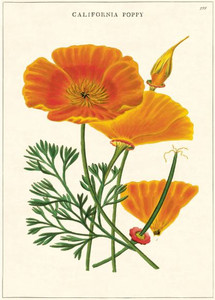 Gift wrap paper Poppy print 