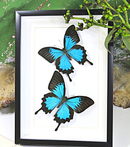 Australian butterfly Bits & Bugs Papilio ulysses