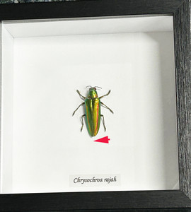 Chrysochroa rajah closed # 20 ( special )