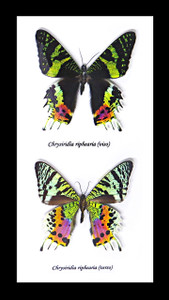 Sunset moth Chrysiridia riphaeria  Bits and Bugs