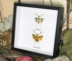 Theopropus elegans, Caliris elegans