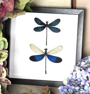 blue dragonflies