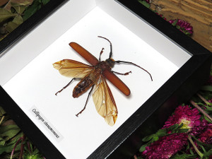 Callipogon cinnamoneus