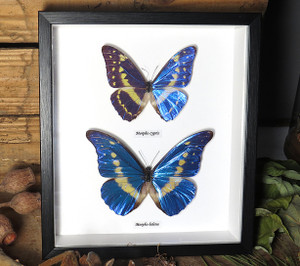  Morpho helena Morpho cypris 