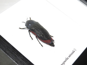 Temognatha murrayi - Bits and Bugs