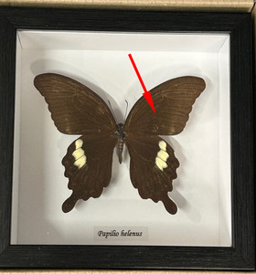 Papilio helenus ventral  (special )