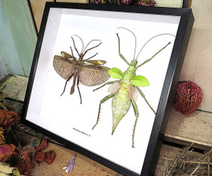 Heteropteryx dilitata 