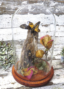 Death head moth dome 