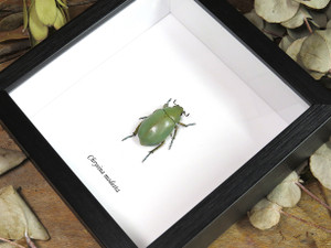 Chrysina modesta