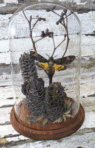 Dome # 31 Death Head Moth ( LOCAL PICKUP ONLY ) 