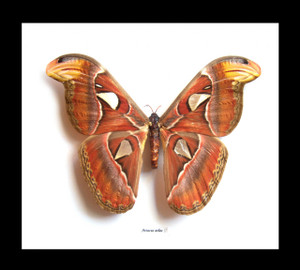 Attacus atlas  Bits & Bugs