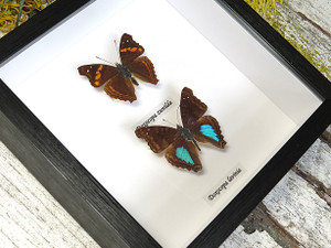 Doxocopa lavina + Doxocopa zunilda