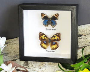  Junonia orithya + Junonia hierta 